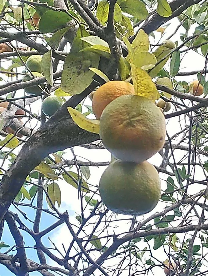 Grenadier La Trinite Martinique